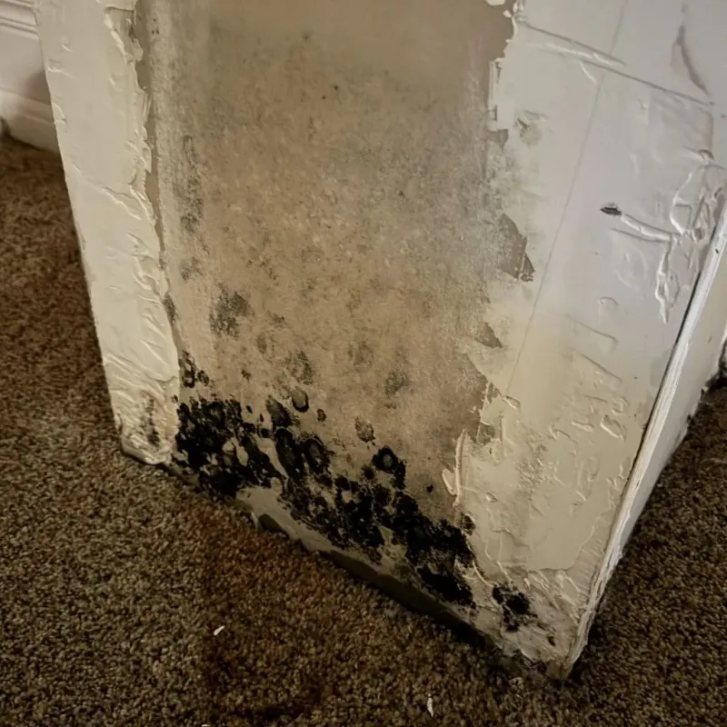 Professional Mold Removal in Florence, TX